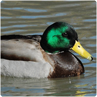 Male Malard Duck